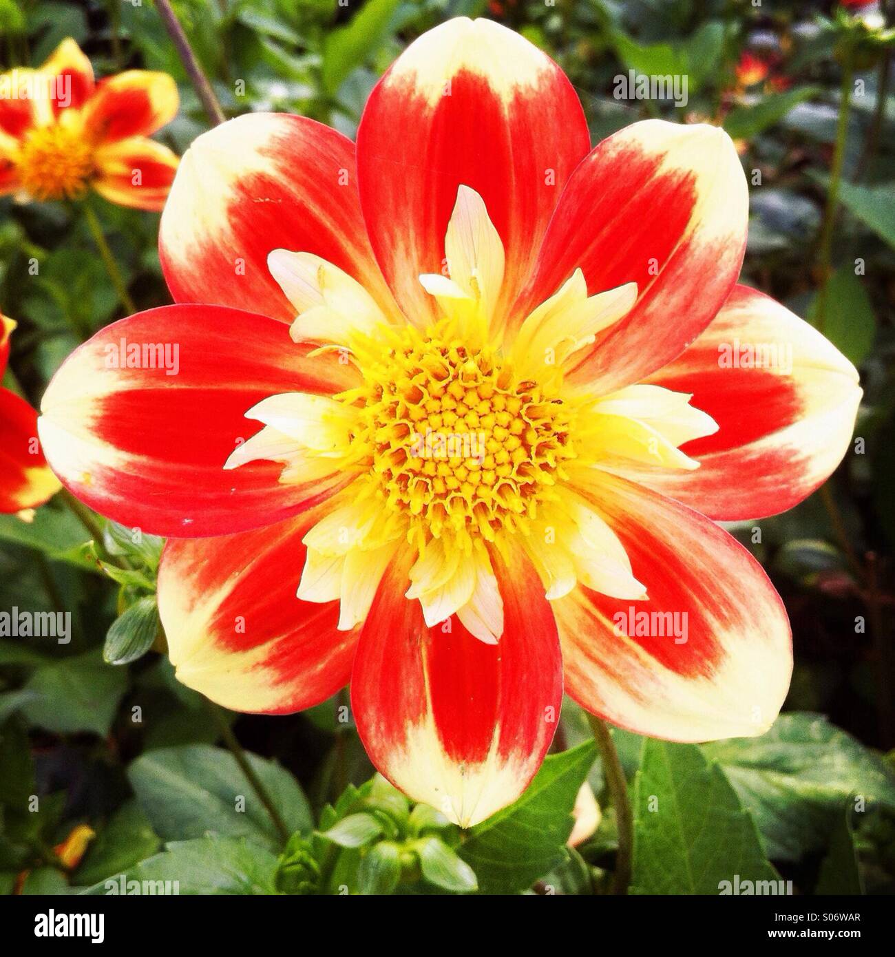 A colorful flower in a garden Stock Photo - Alamy
