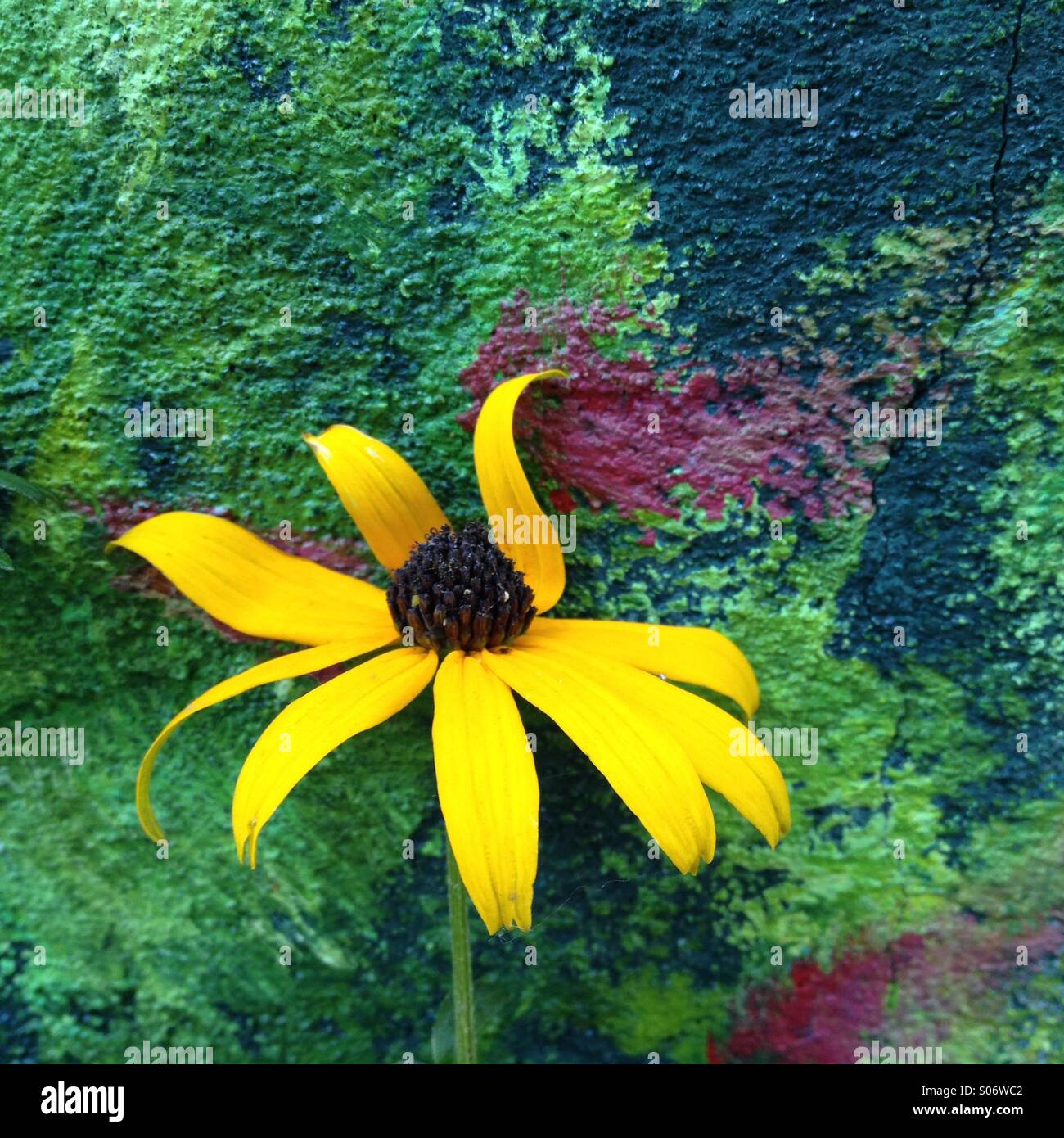 Flower - Smartphone Captured Stock Image