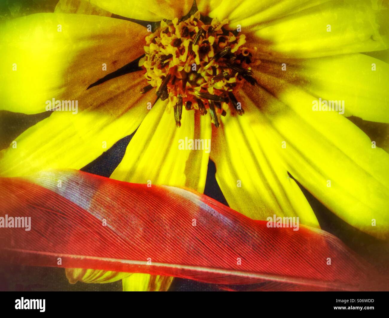 A red feather and a yellow flower. - Smartphone Captured Stock Image