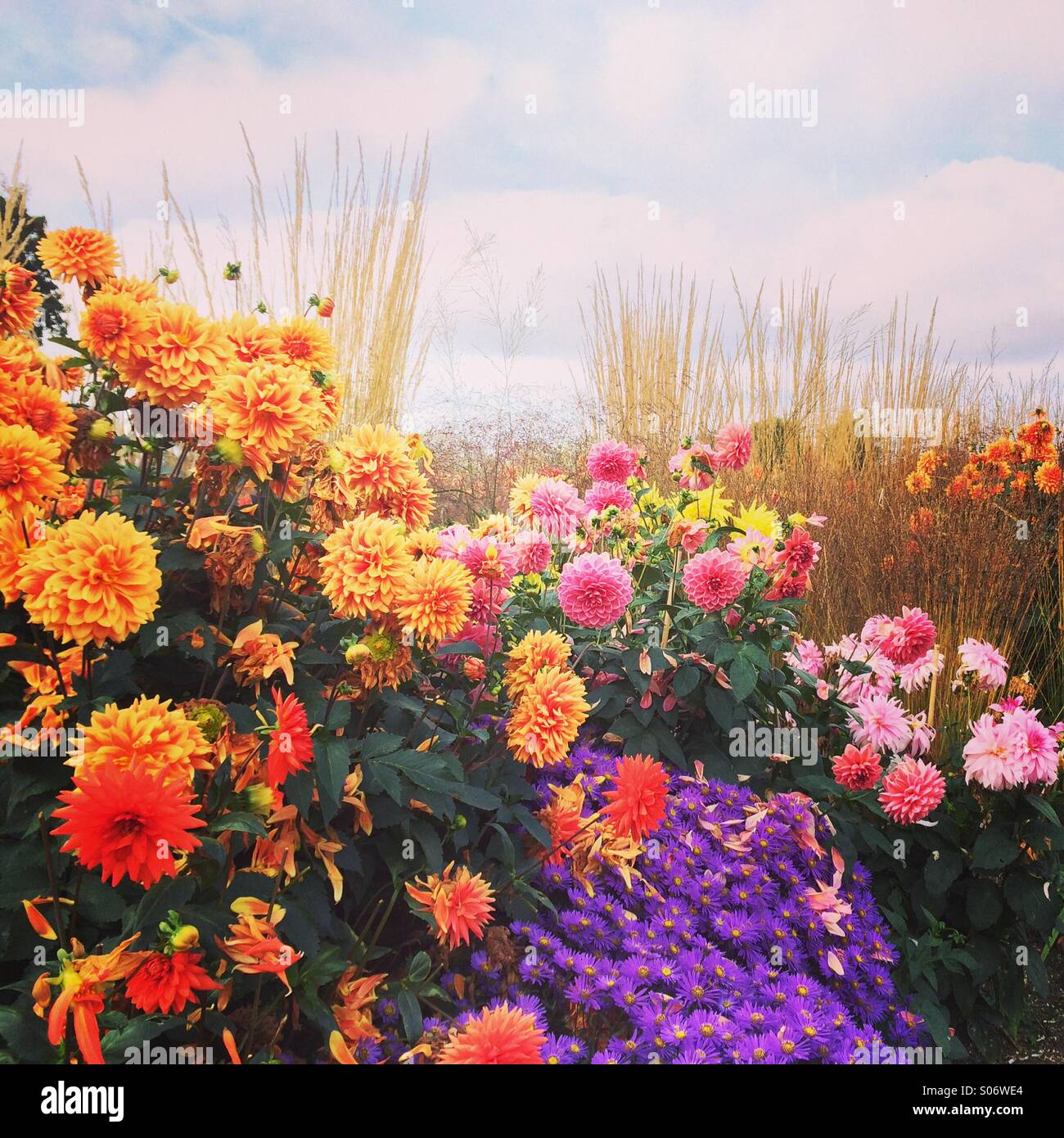 Dahlias Uk High Resolution Stock Photography and Images - Alamy