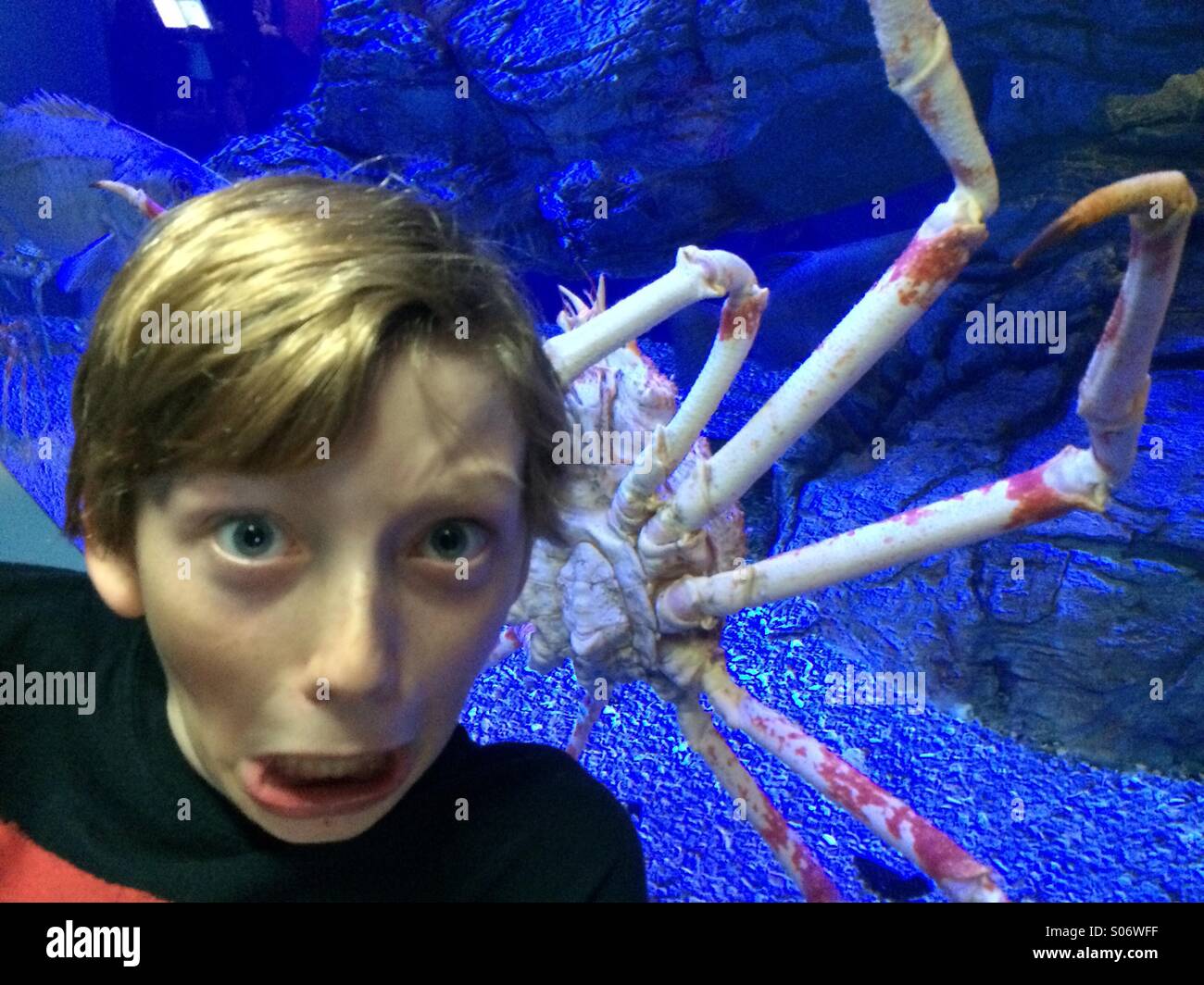 Crab attack at aquarium Stock Photo Alamy