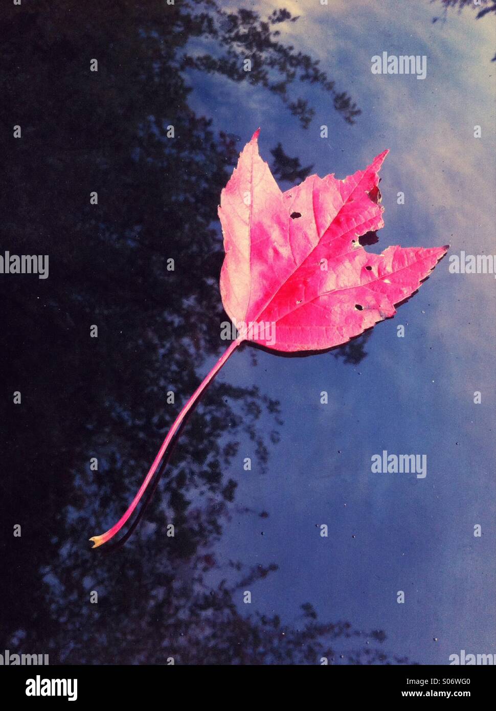 Fallen single Red Canadian Maple leaf on top of black metal car hood (bonnet). - Smartphone Captured Stock Image