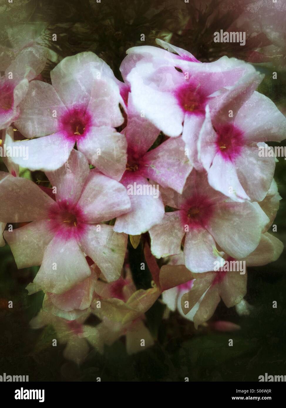Vintage phlox flowers. - Smartphone Captured Stock Image