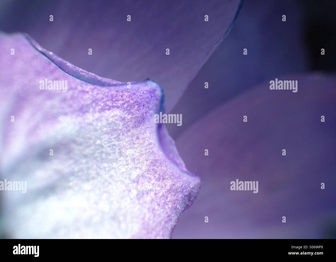 Colour change on Japanese anemone petals Stock Photo - Alamy