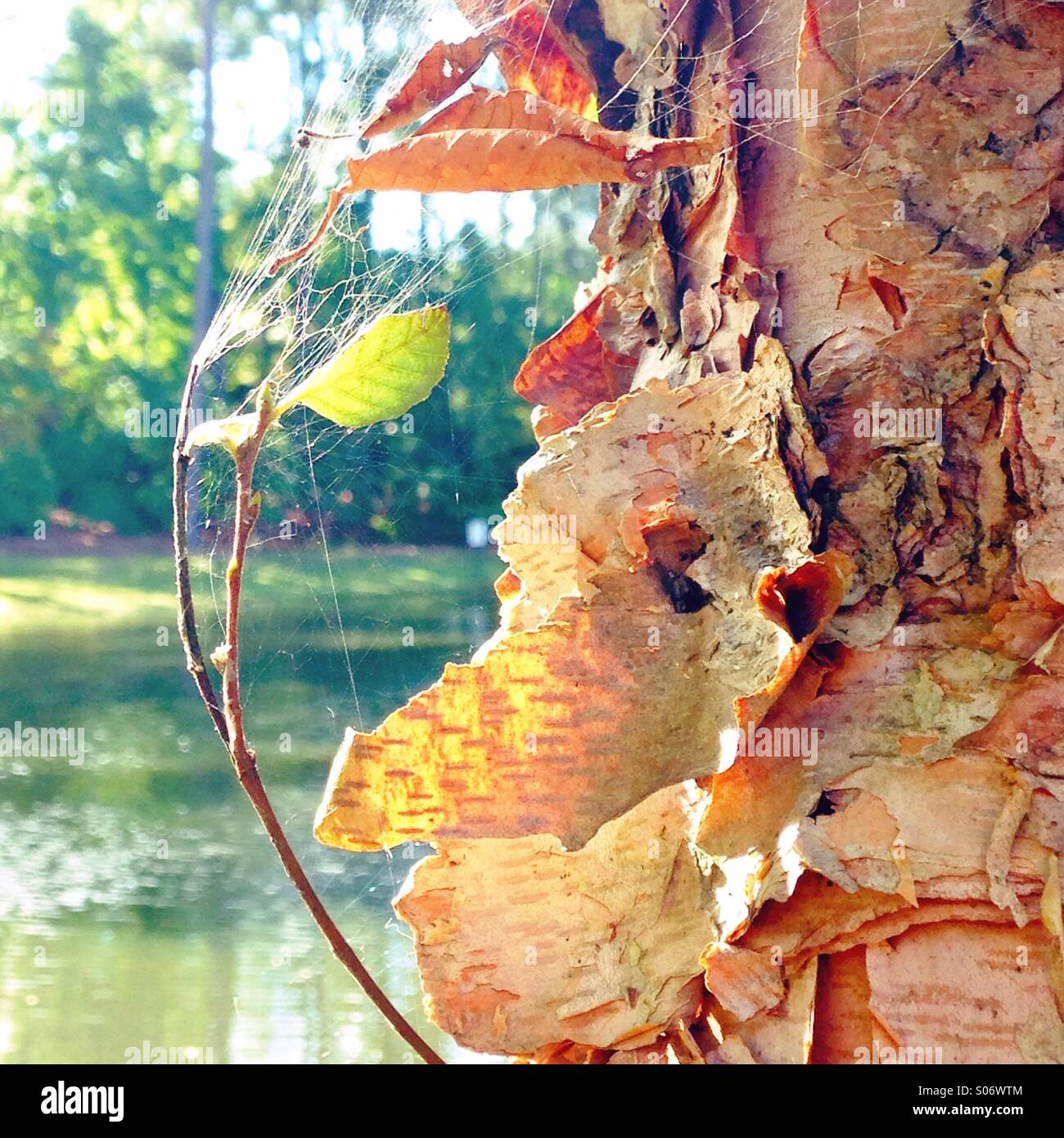 River Birch close up - Smartphone Captured Stock Image
