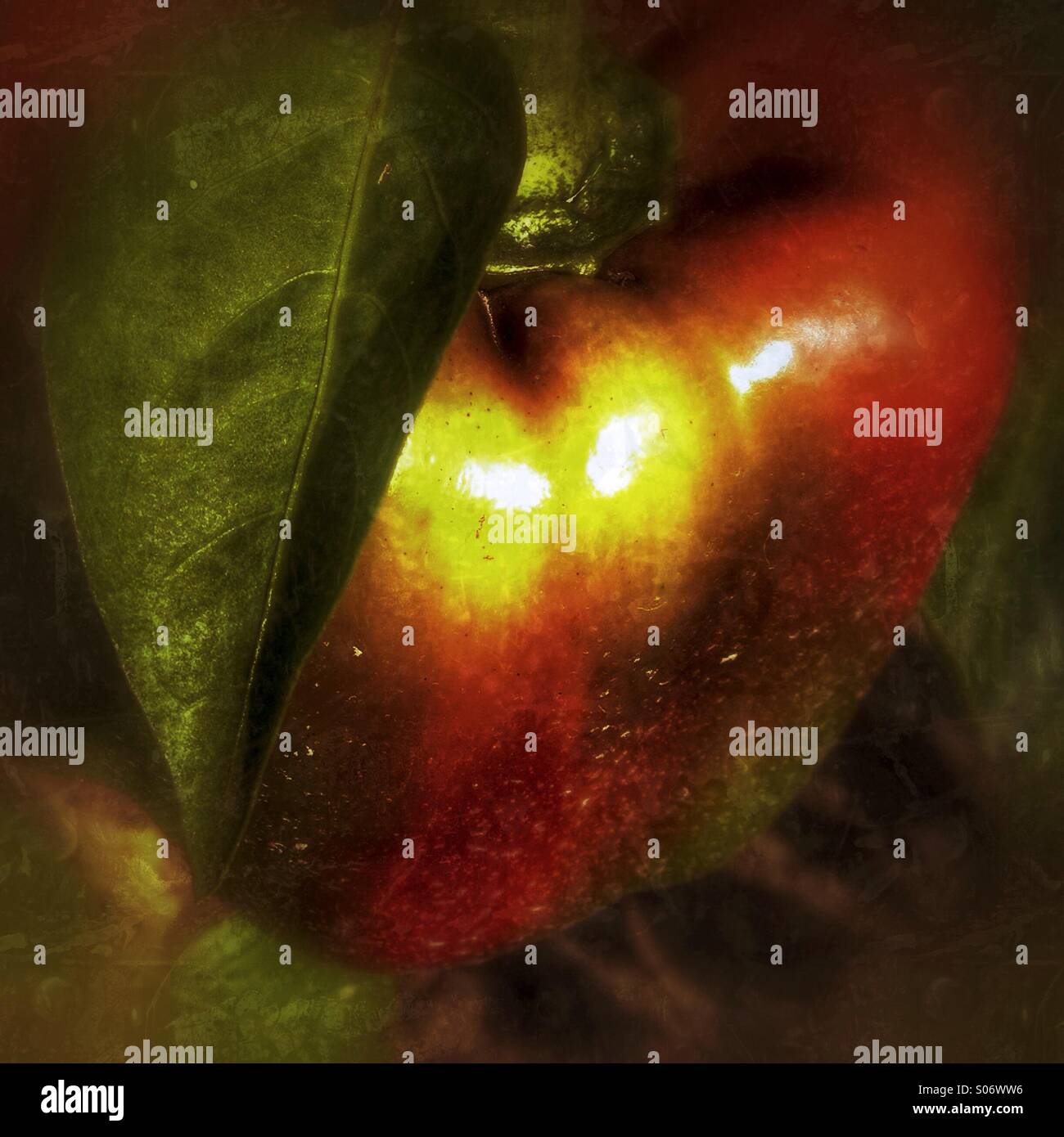 A bell pepper turning red. - Smartphone Captured Stock Image