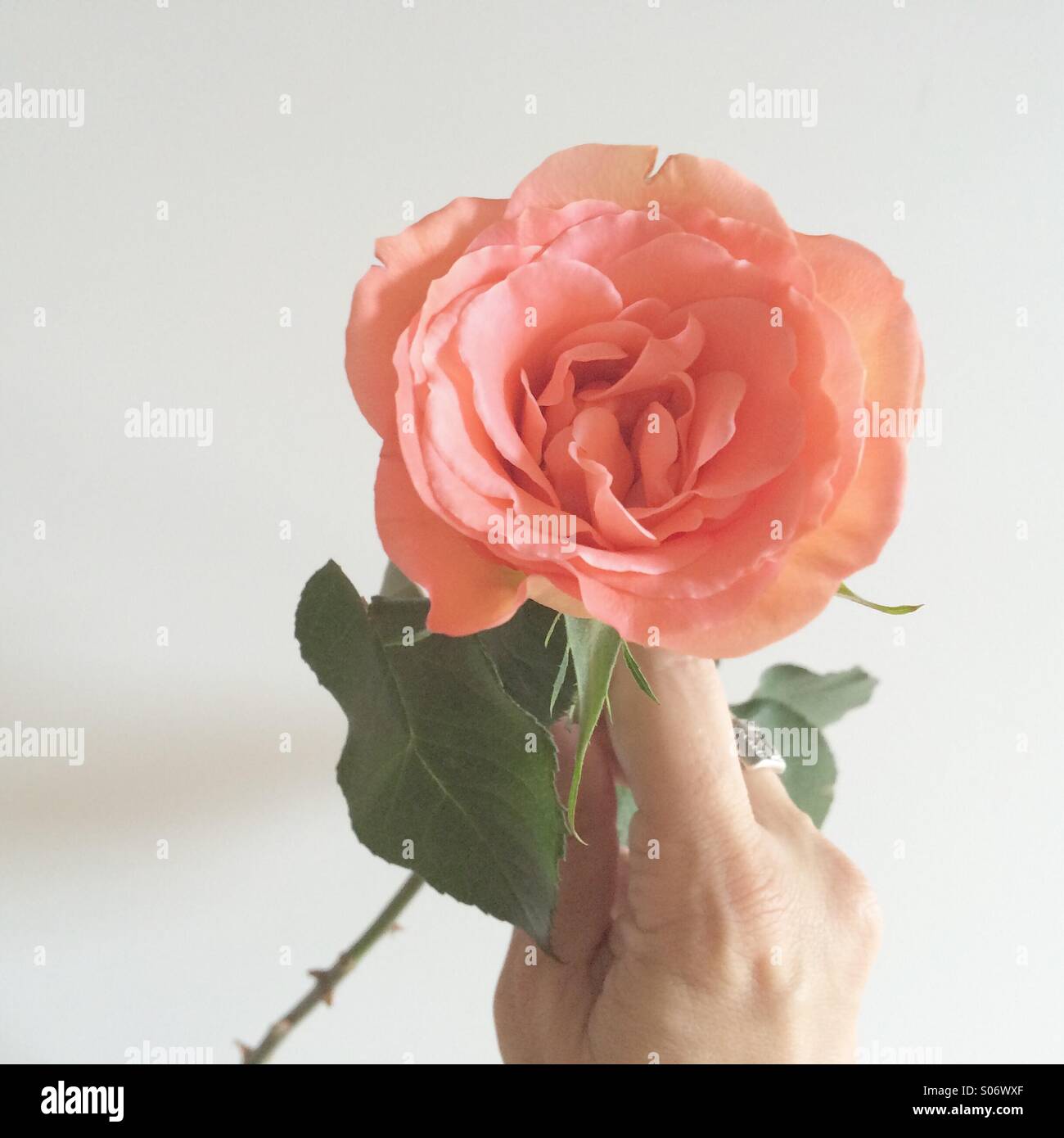 Simple open flower hi-res stock photography and images - Alamy