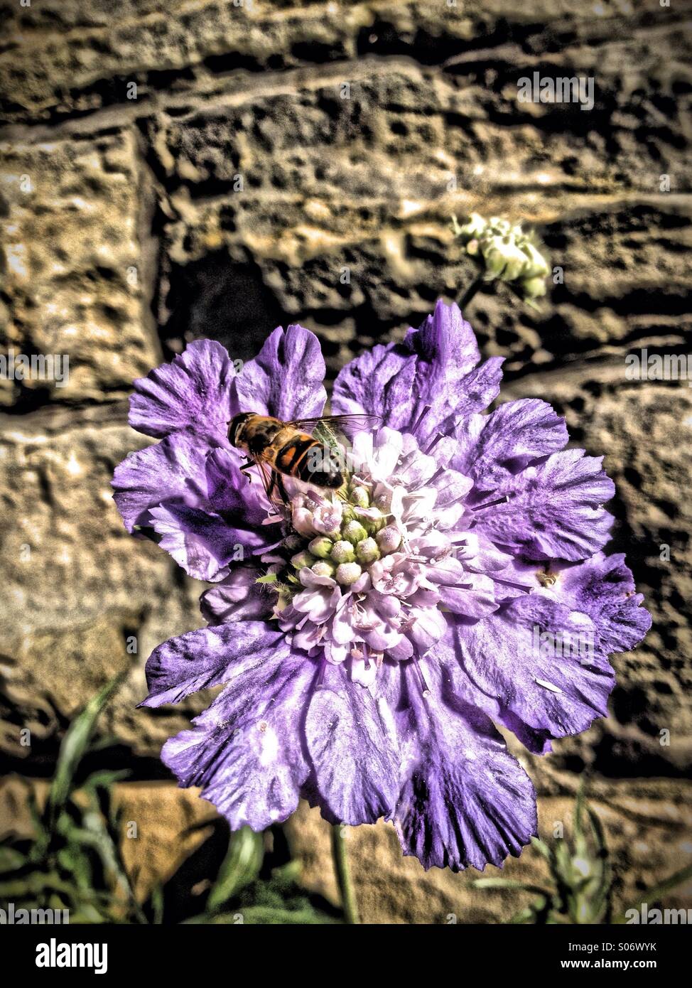 Bee pollinating a scabiosa caucasica flower - Smartphone Captured Stock Image
