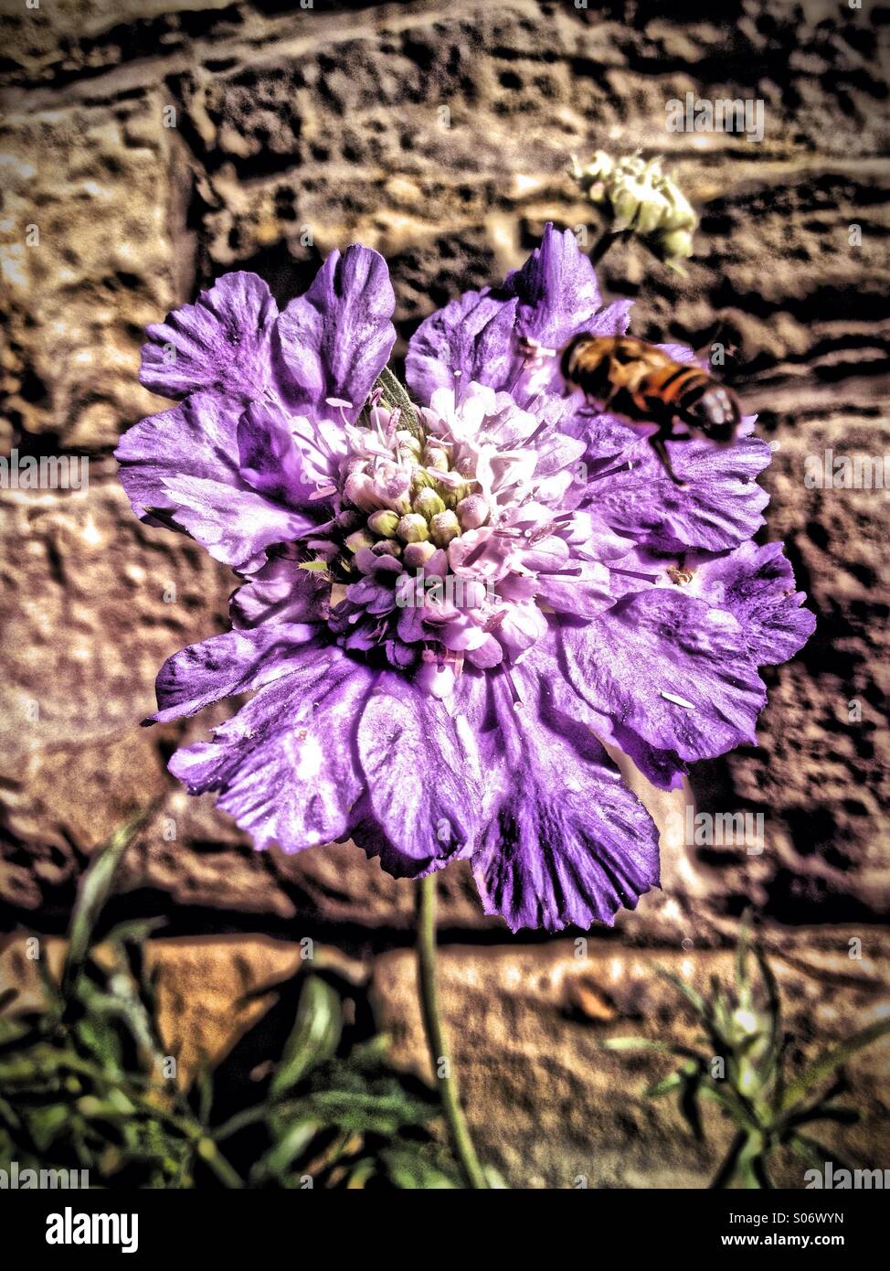 Bee pollinating a scabious flower - Smartphone Captured Stock Image
