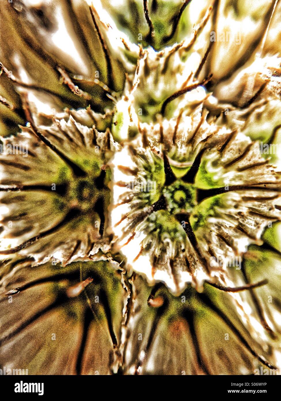 Scabious flower seed head - Smartphone Captured Stock Image