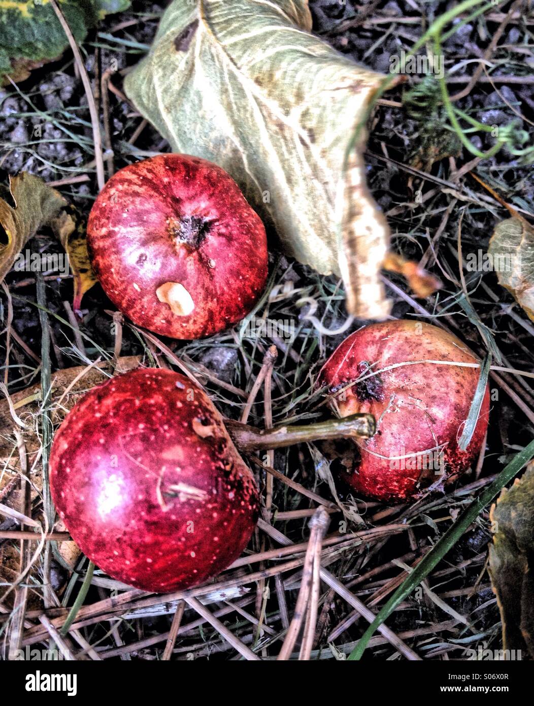 Rotting apples on floor - Smartphone Captured Stock Image