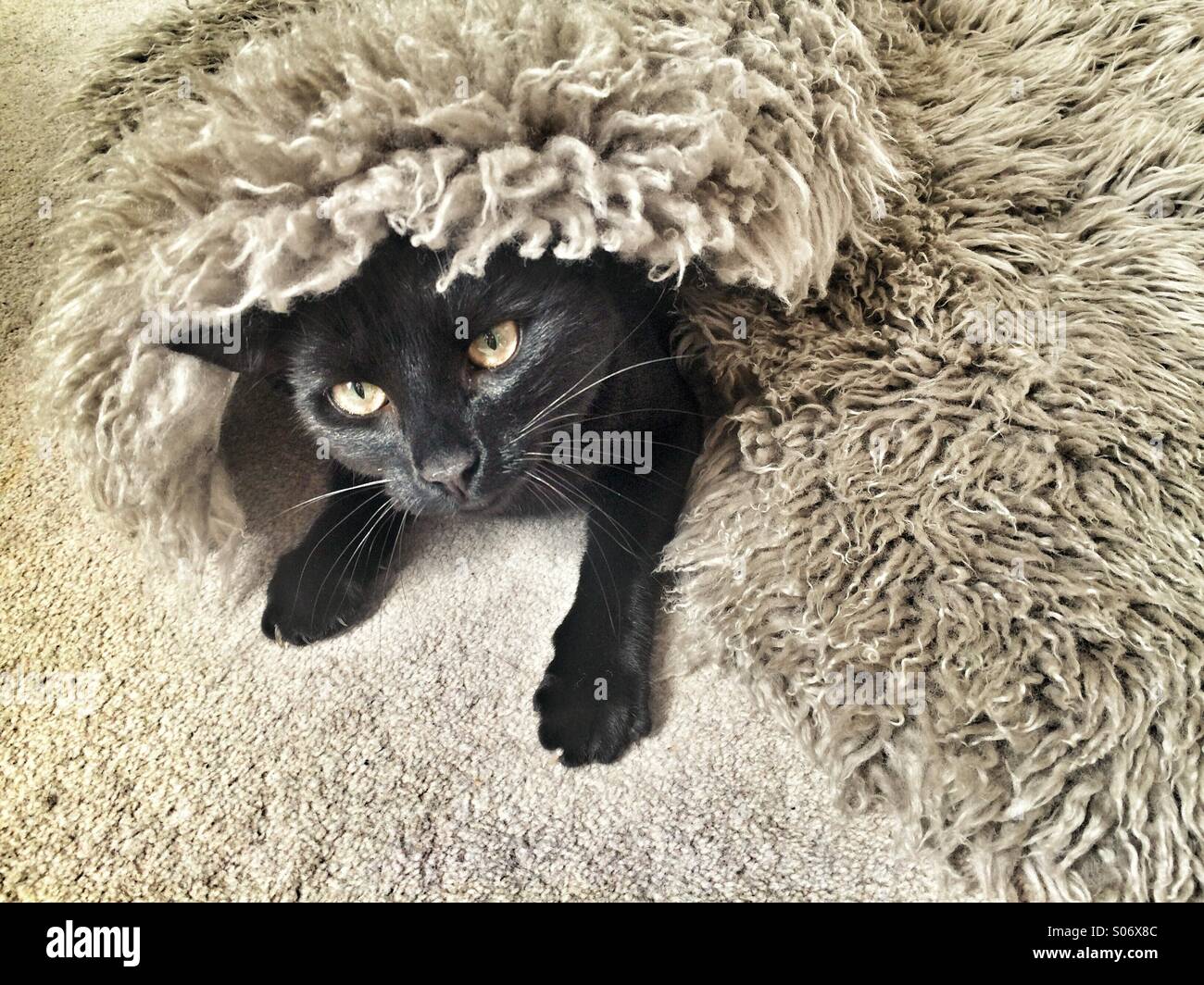A black cat hiding under a rug Stock Photo Alamy