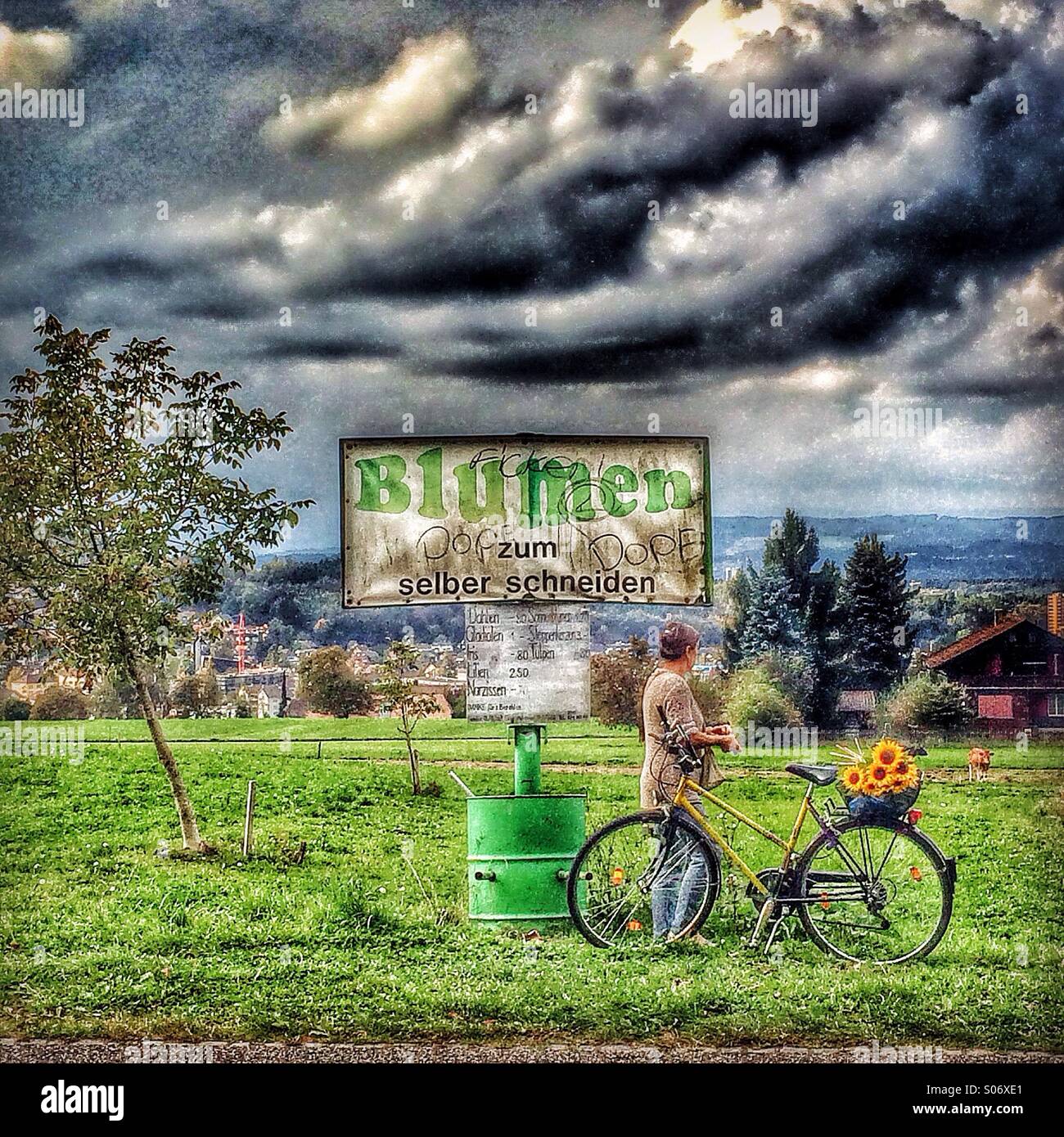 Pick your own flowers stand with bicycle laden with sunflowers - Smartphone Captured Stock Image