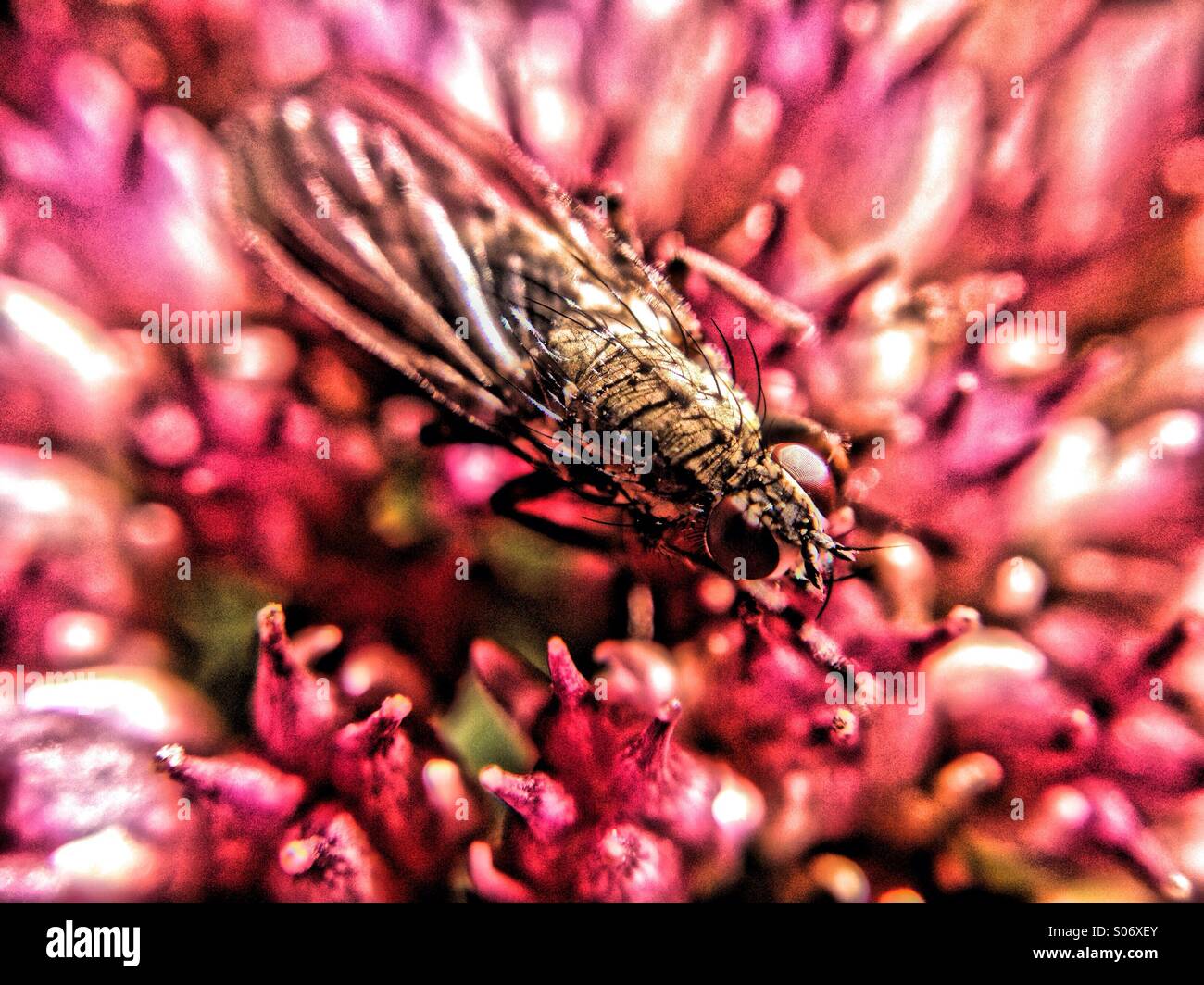 Close up of fly on sedum spectabile - Smartphone Captured Stock Image