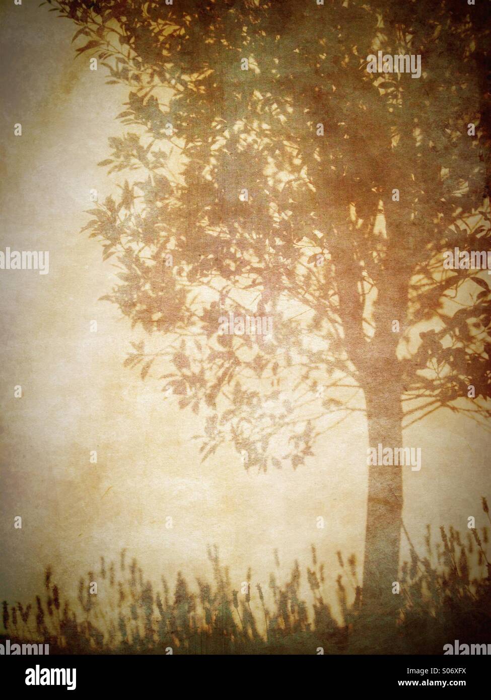 Silhouette of tree - Smartphone Captured Stock Image