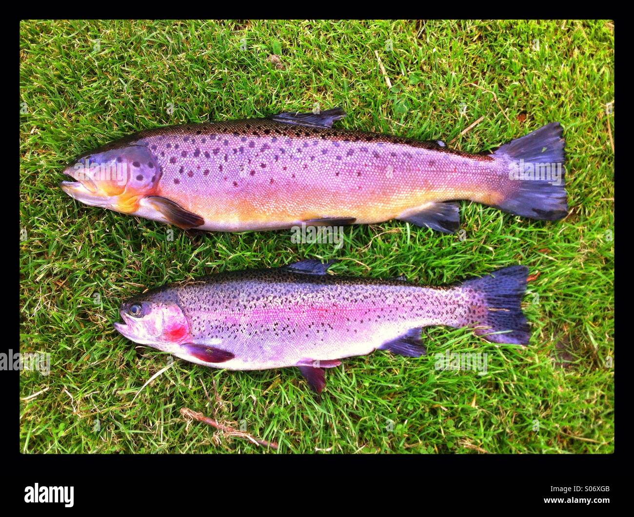 Brown and rainbow trout fish. Freshly caught on a riverbank - Smartphone Captured Stock Image