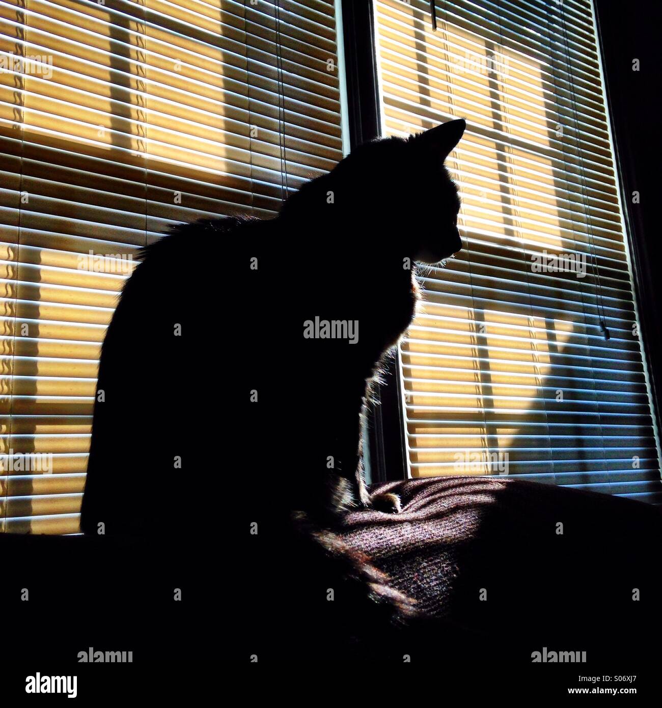 Cat silhouette - Smartphone Captured Stock Image