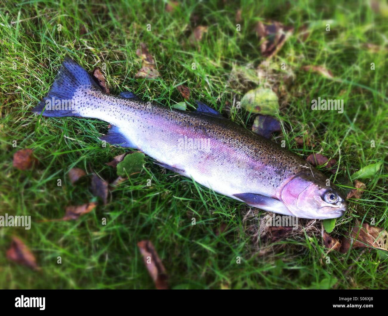 Freshly caught rainbow trout fish - Smartphone Captured Stock Image
