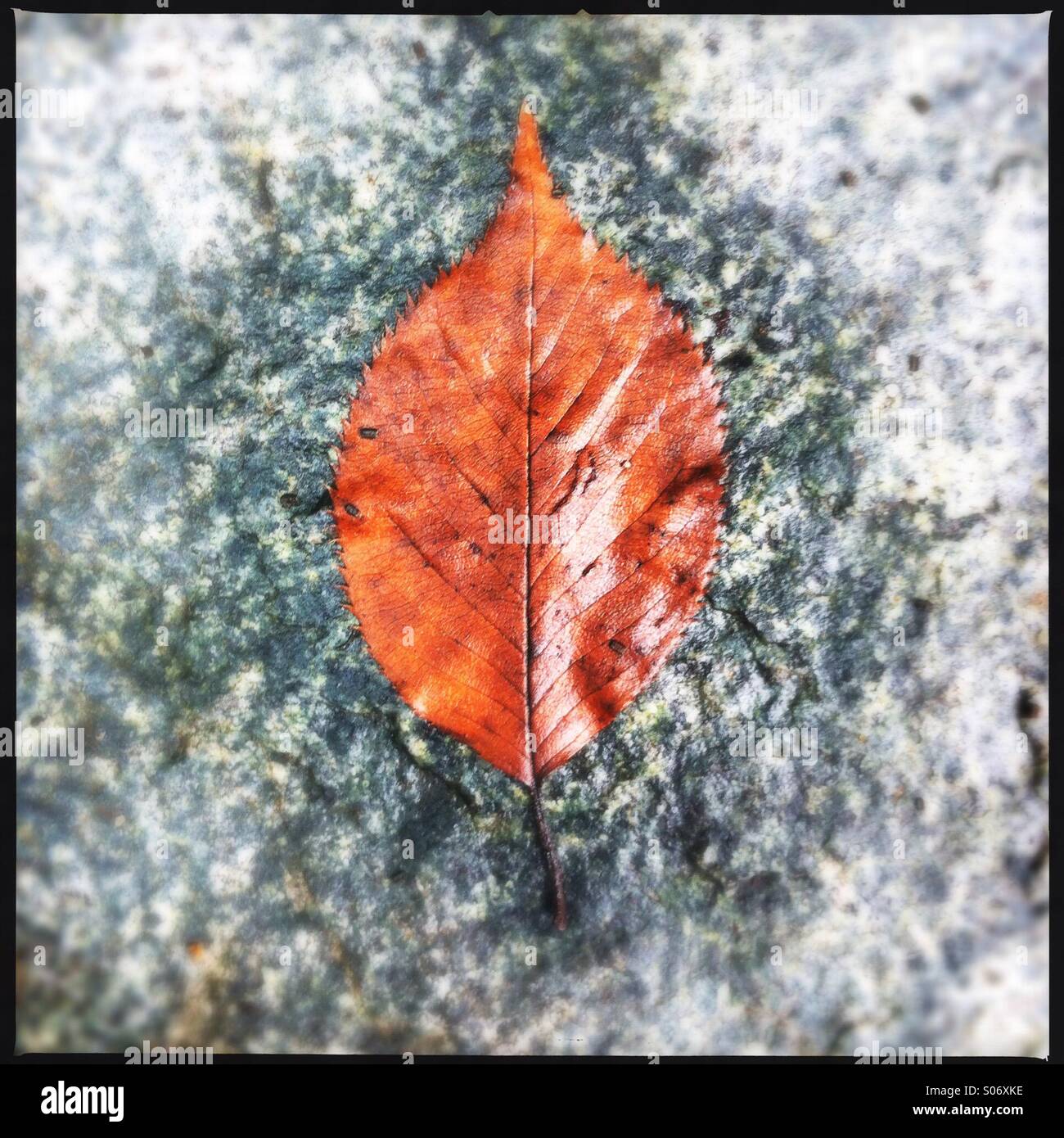 A single faded fall leaf on a gray rock surface. - Smartphone Captured Stock Image