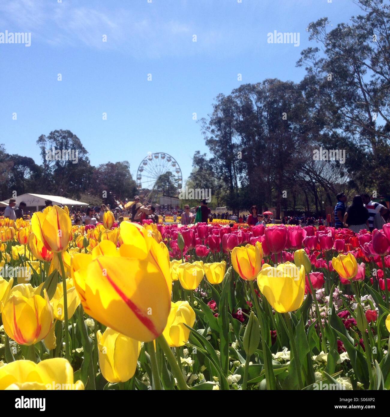 Tulip festival in Canberra Australia - Smartphone Captured Stock Image
