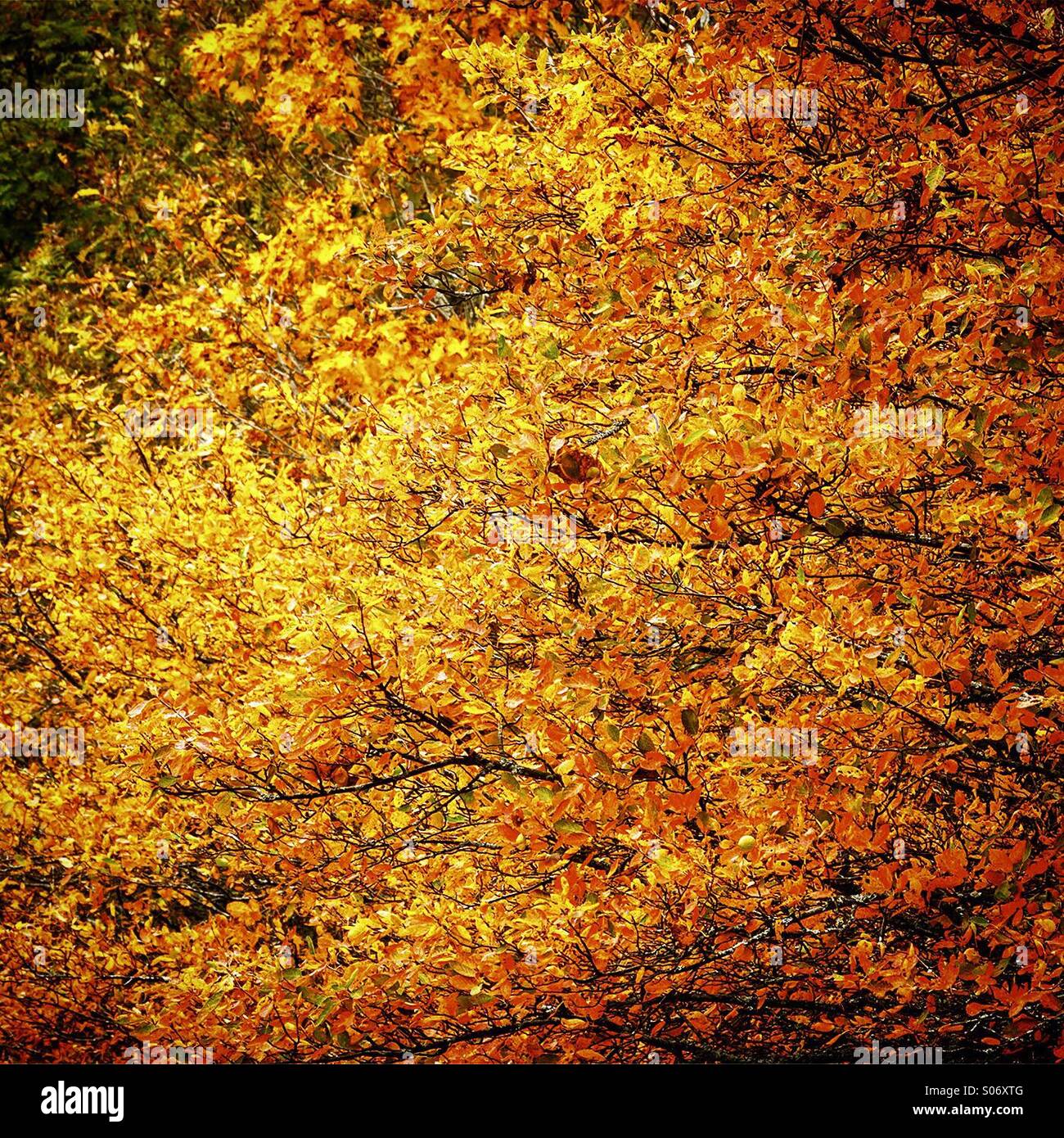 Fall colours Stock Photo