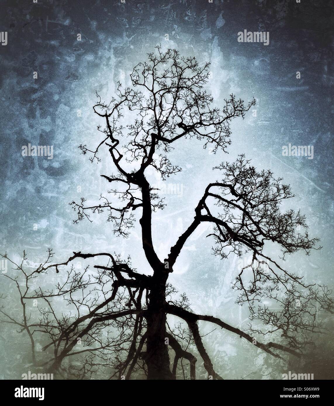 Dead tree against a textured sky - Smartphone Captured Stock Image
