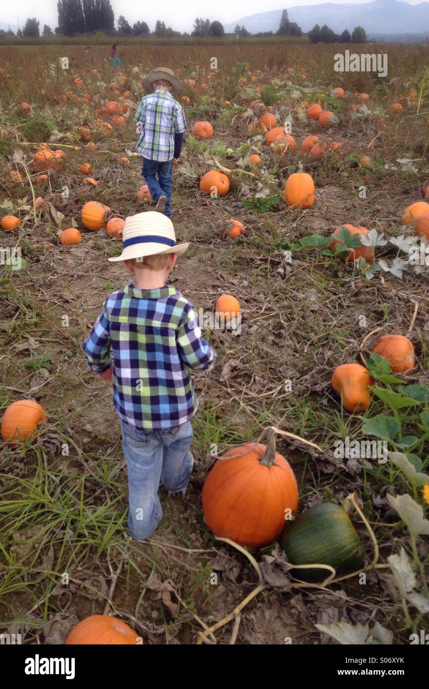 Pumpkin patch with kids in skagit valley Stock Photo