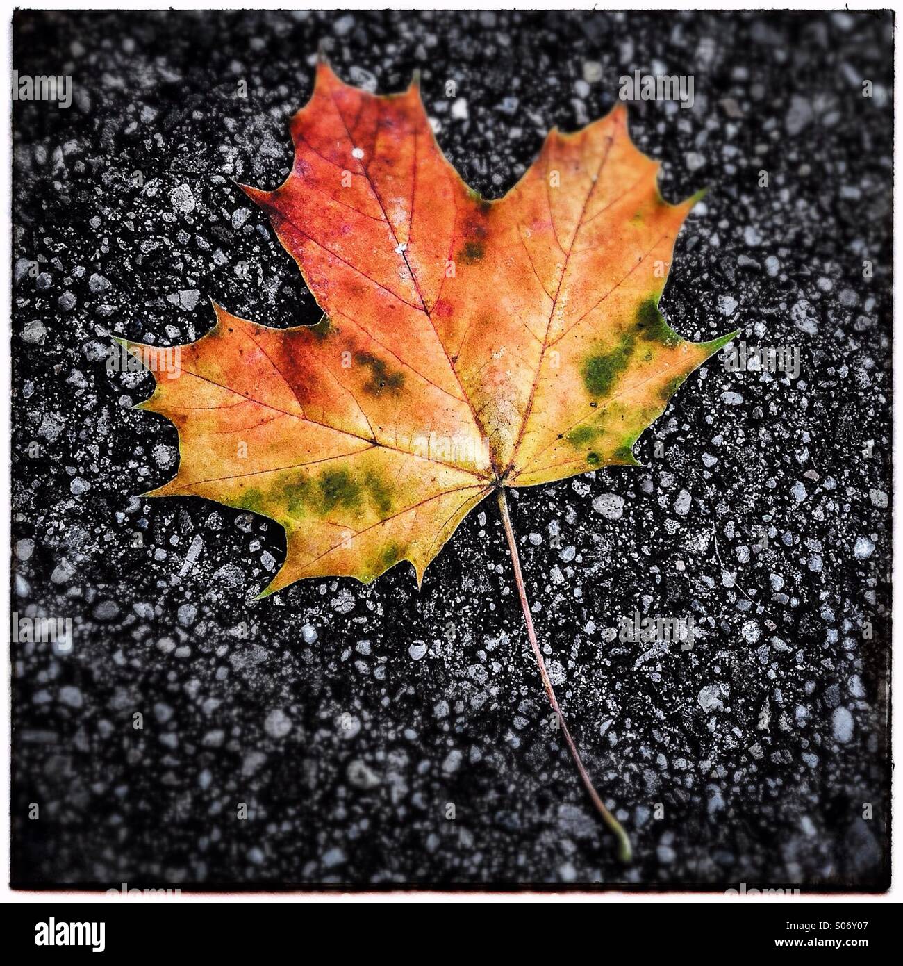Red leaf on asphalt. Autumn season - Smartphone Captured Stock Image