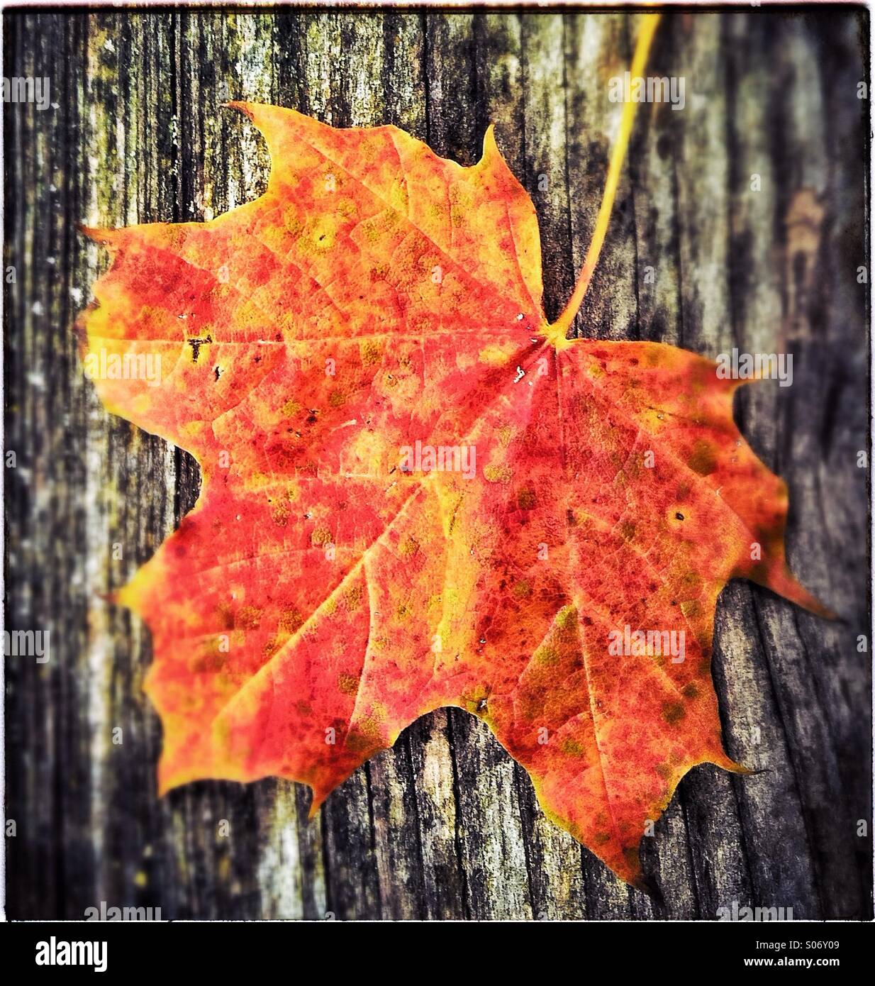 Single fallen red leaf on a sidewalk in a city. Autumn season - Smartphone Captured Stock Image