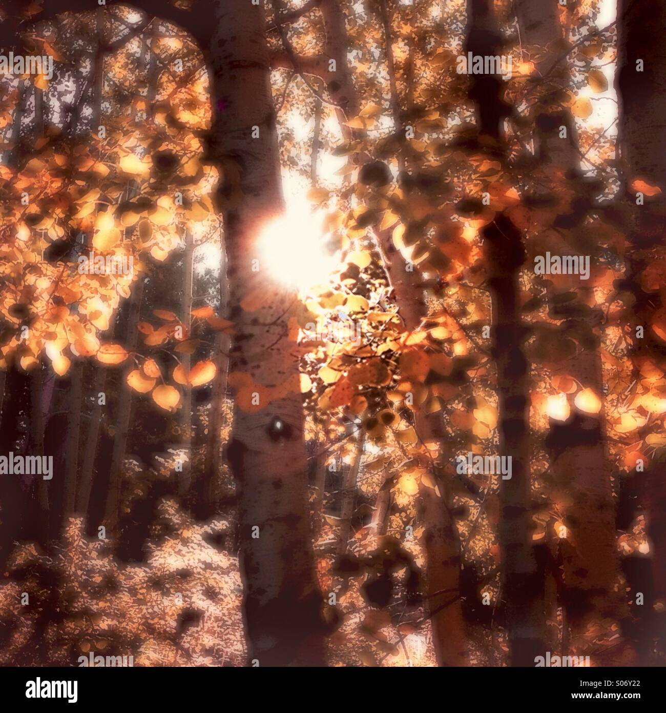 Autumn in a mountain forest. - Smartphone Captured Stock Image