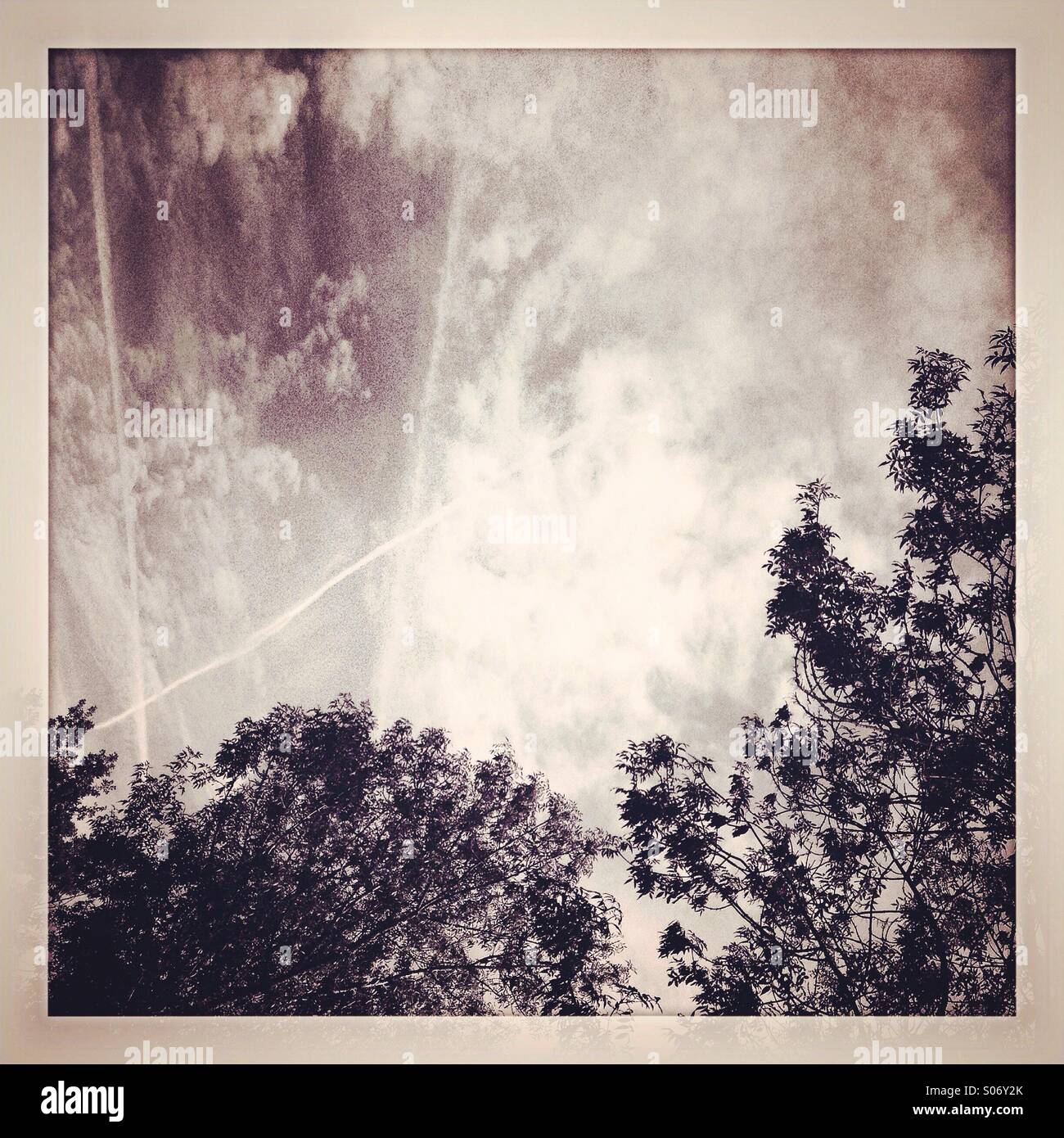 Top of trees with sky - Smartphone Captured Stock Image