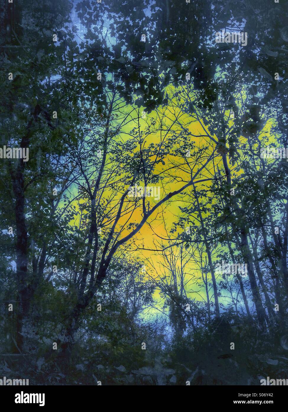 Forest against a blue and yellow background. - Smartphone Captured Stock Image