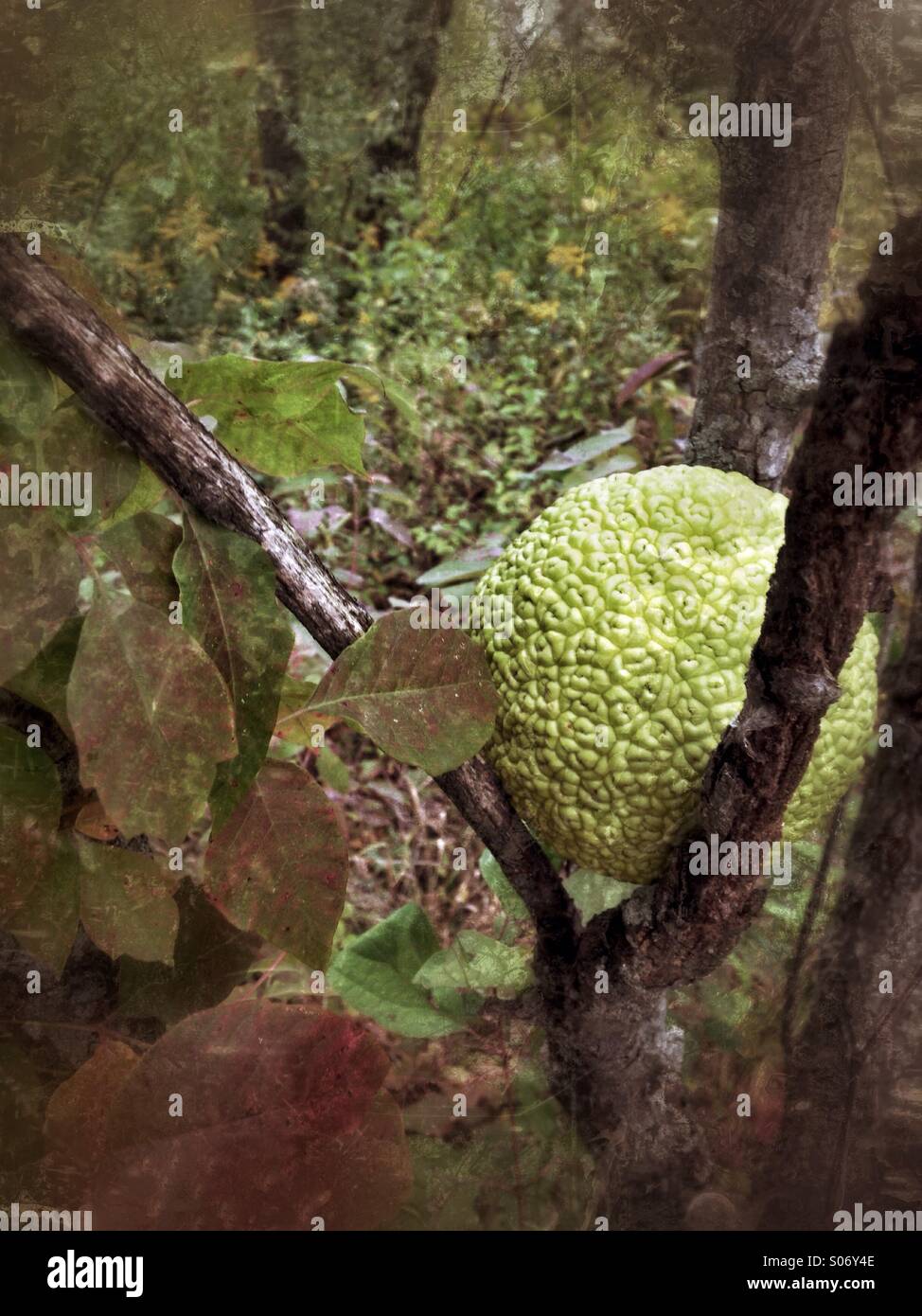 Hedge apple hires stock photography and images Alamy