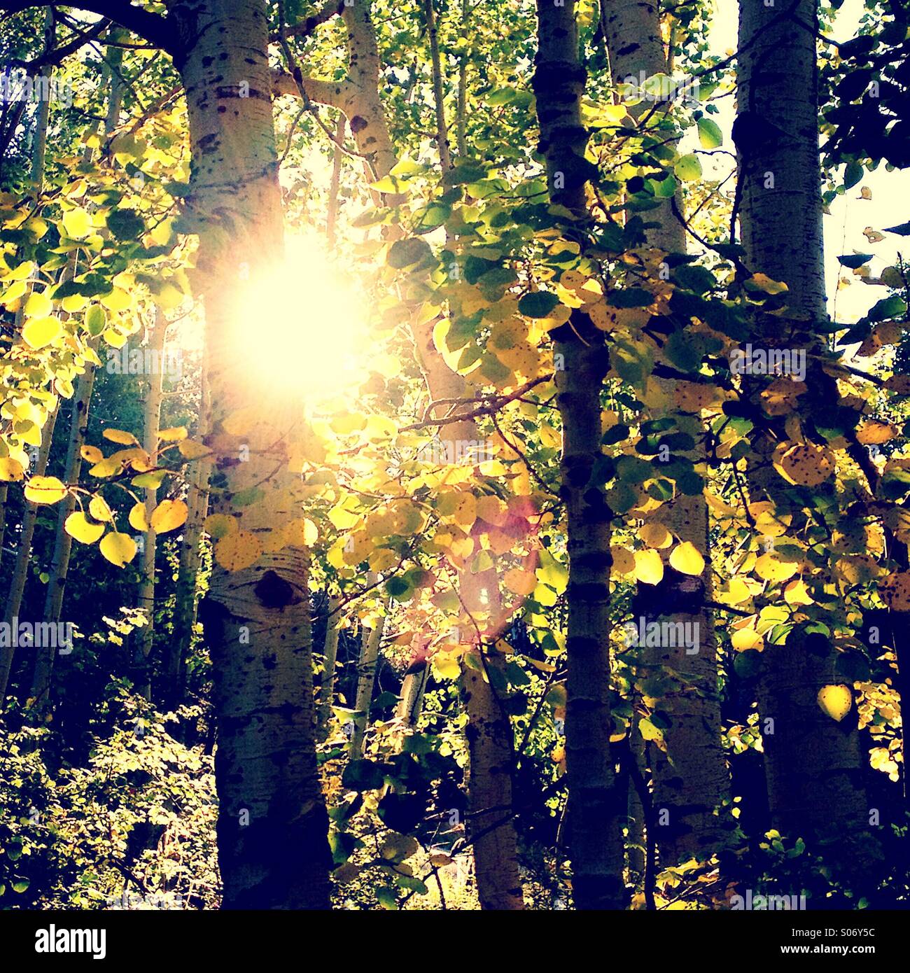 Autumn in a forest Stock Photo - Alamy