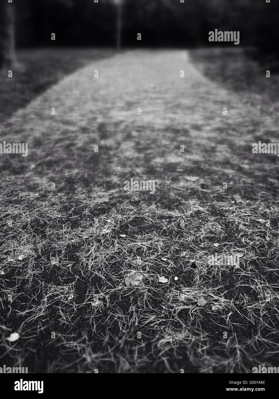 Footpath strewn with fallen pine needles on a rainy day. - Smartphone Captured Stock Image