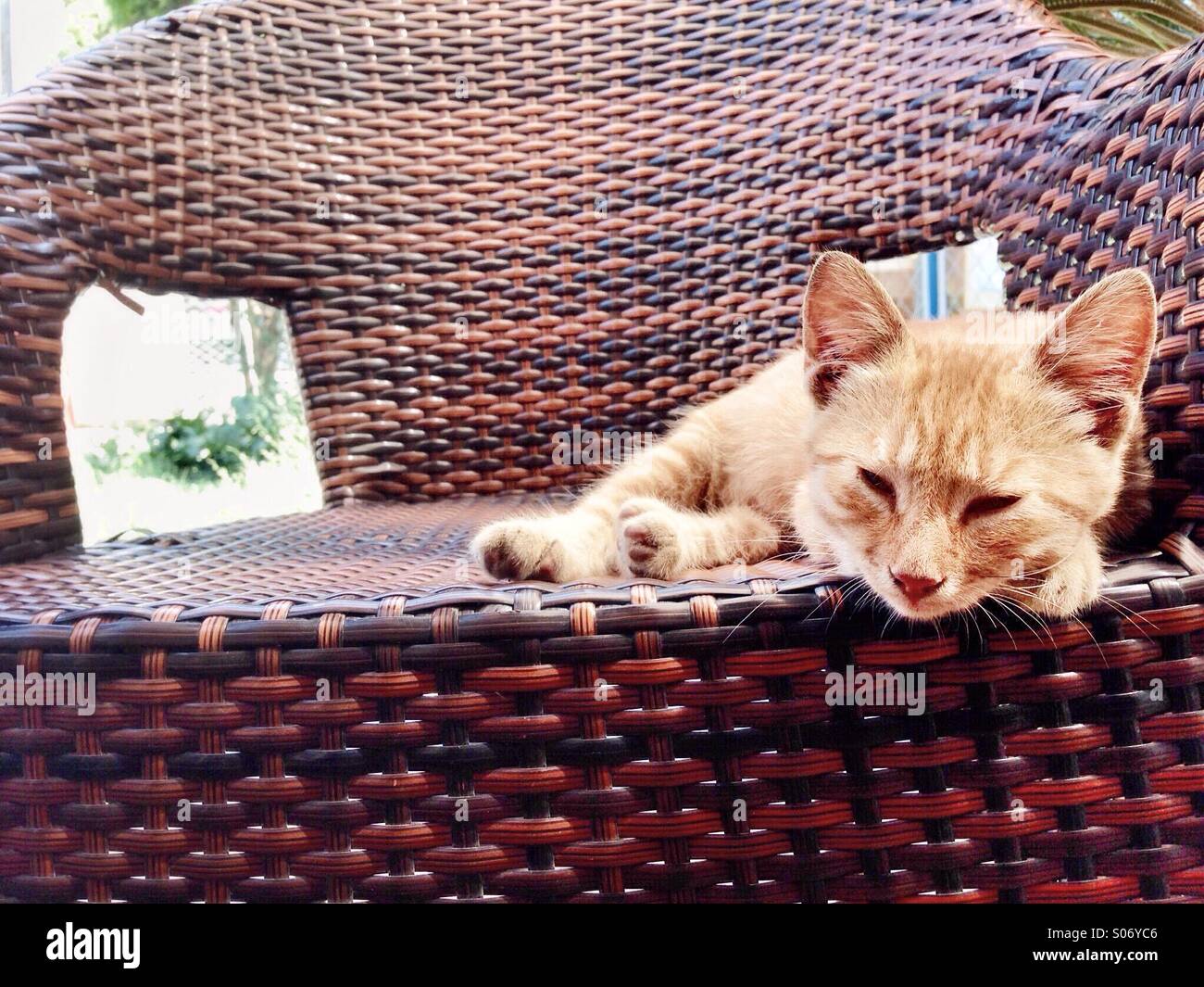 Ginger cat - Smartphone Captured Stock Image