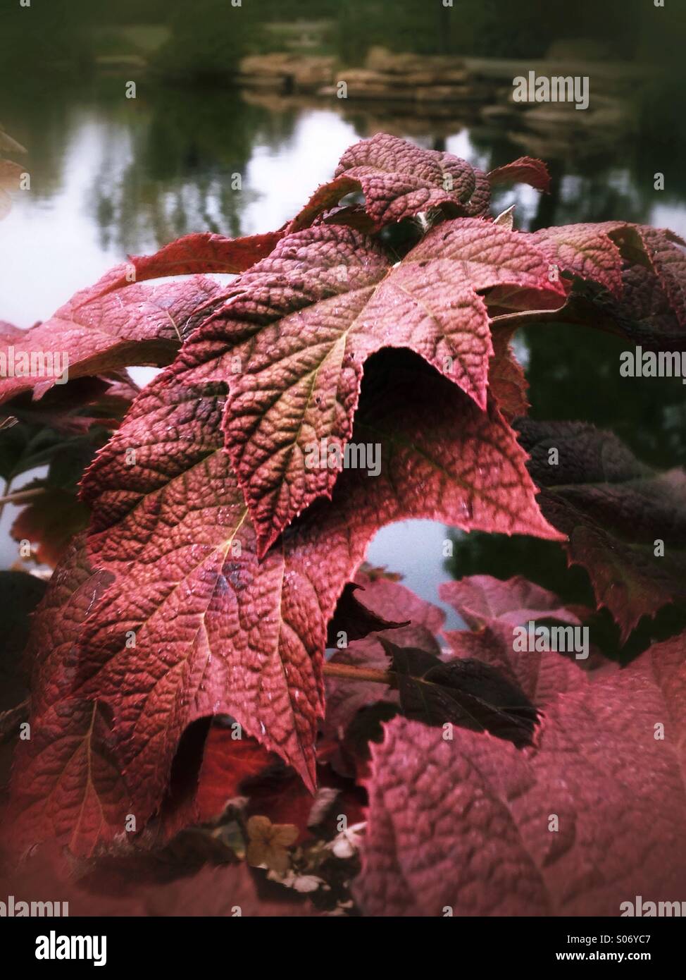 Red leaves with a lake background. - Smartphone Captured Stock Image