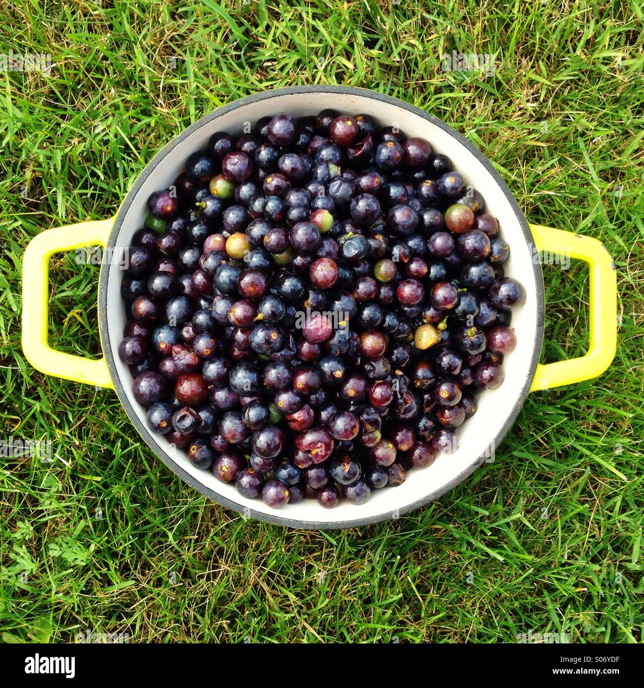 Concord grapes hi-res stock photography and images - Alamy - Raw Concord Grape Toxicity Causes