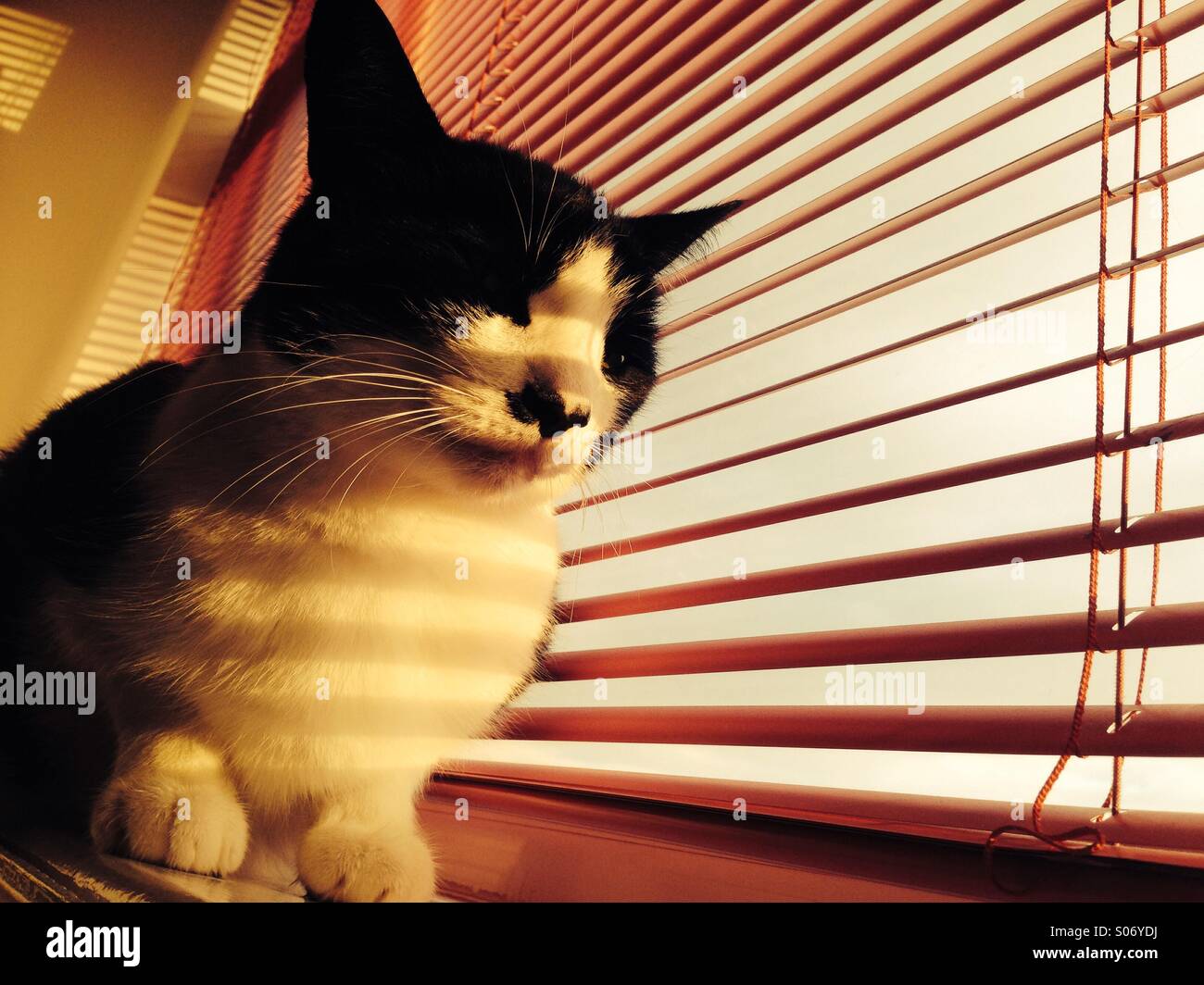 blinds hires stock photography and images Alamy