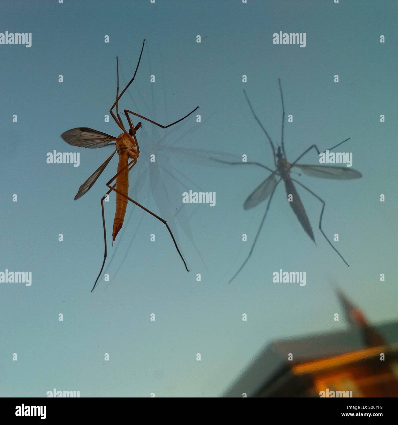 Crane fly, also known as a daddy longlegs, on a reflective window late on an autumnal evening in London. Stock Photo