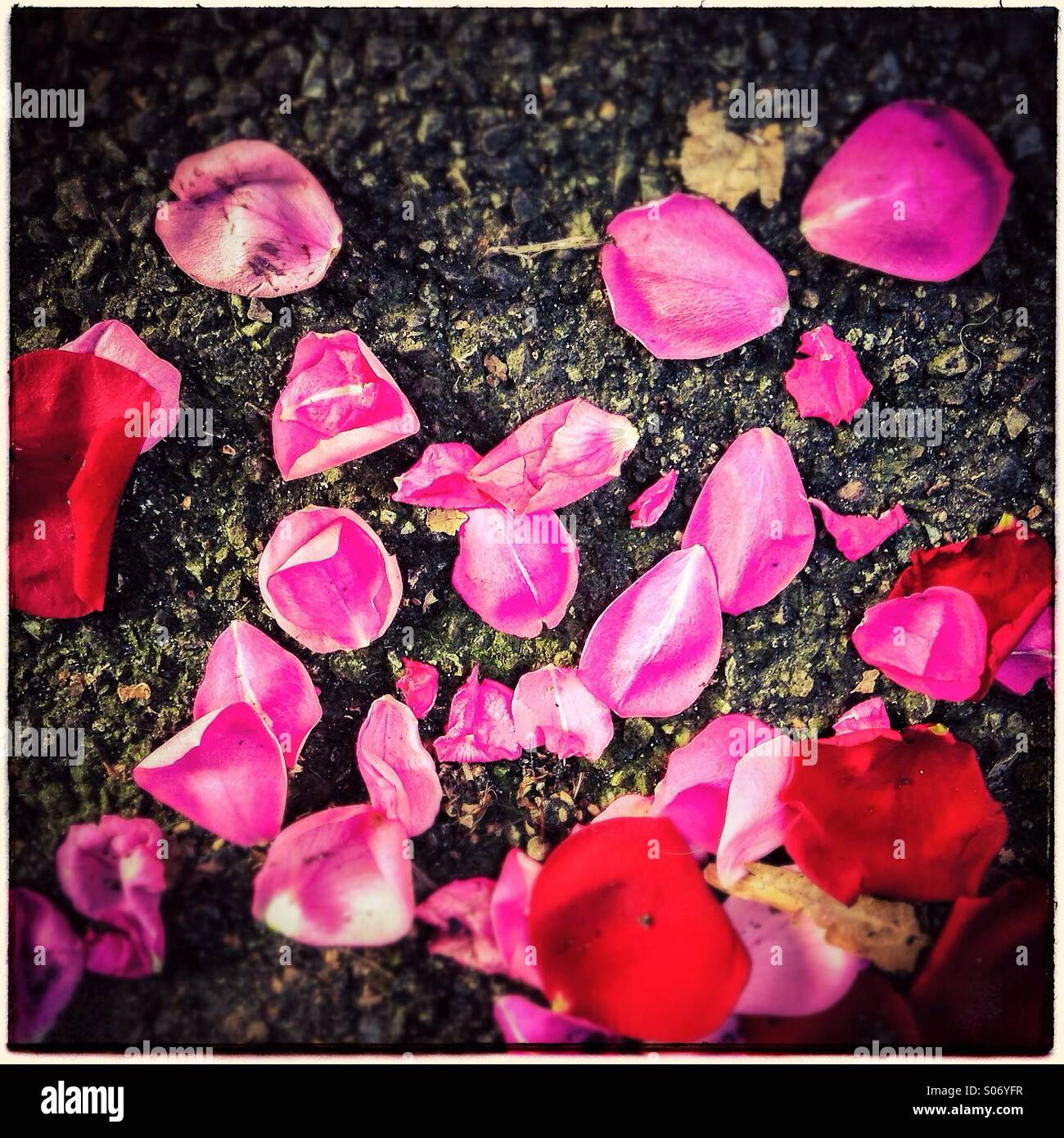 Sparse rose petals on the floor after wedding ceremony. - Smartphone Captured Stock Image