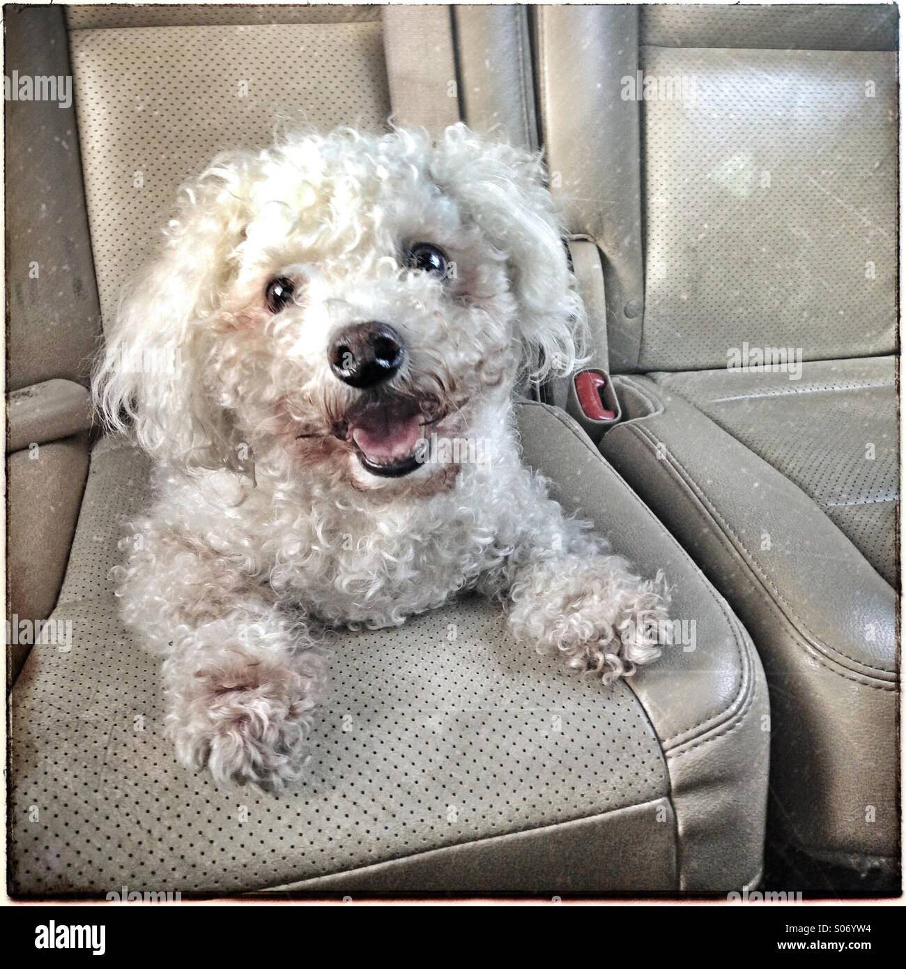 Happy Little Dog Enjoys A Ride In The Back Seat Of A Car Stock Photo Alamy