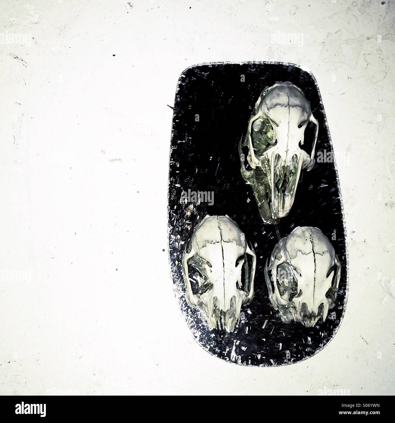 Three rabbit skulls on a mirror - Smartphone Captured Stock Image