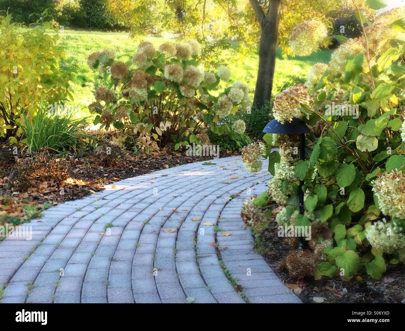 Garden path with hydrangea Stock Photo