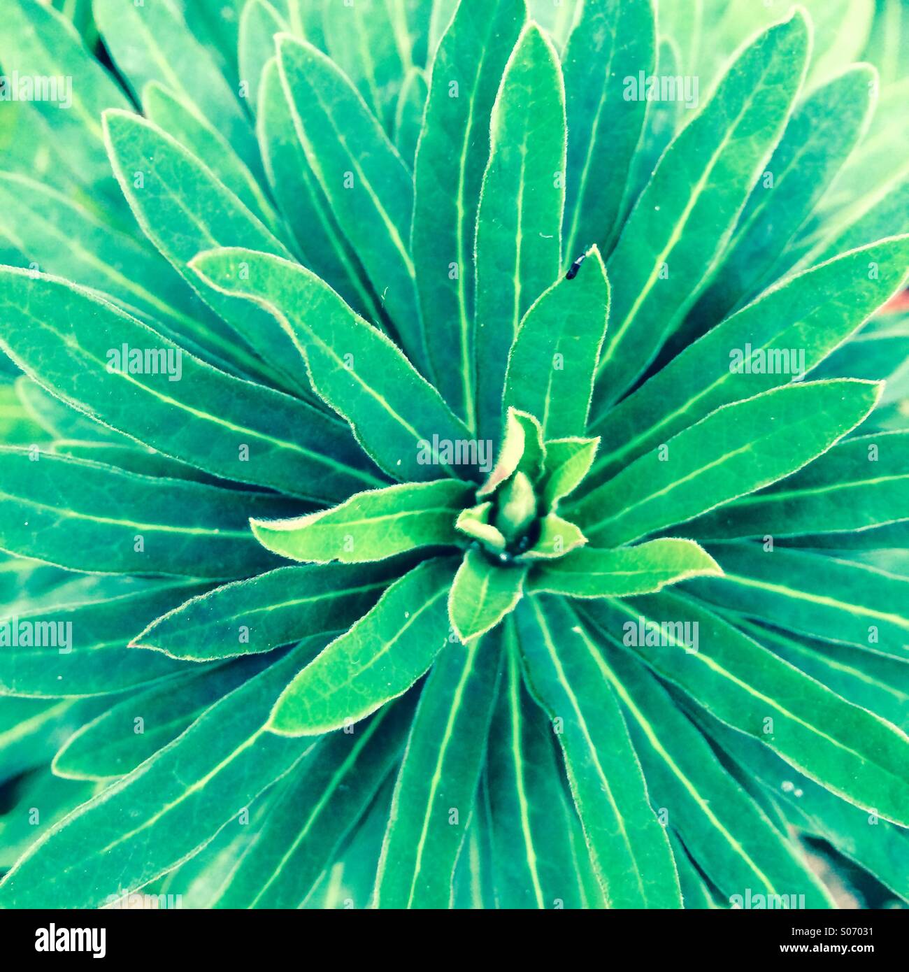 Macro shot of green plant with multiple leaves radiating from the Center Stock Photo