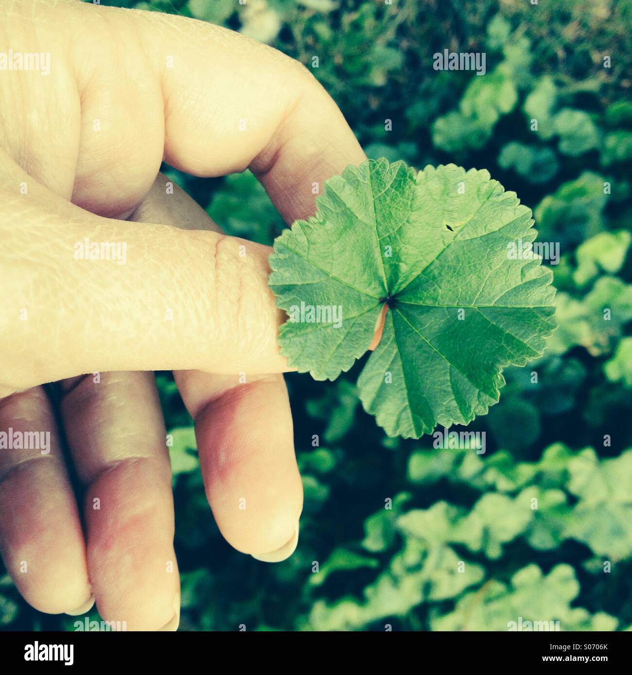 Leaf clover Stock Photo