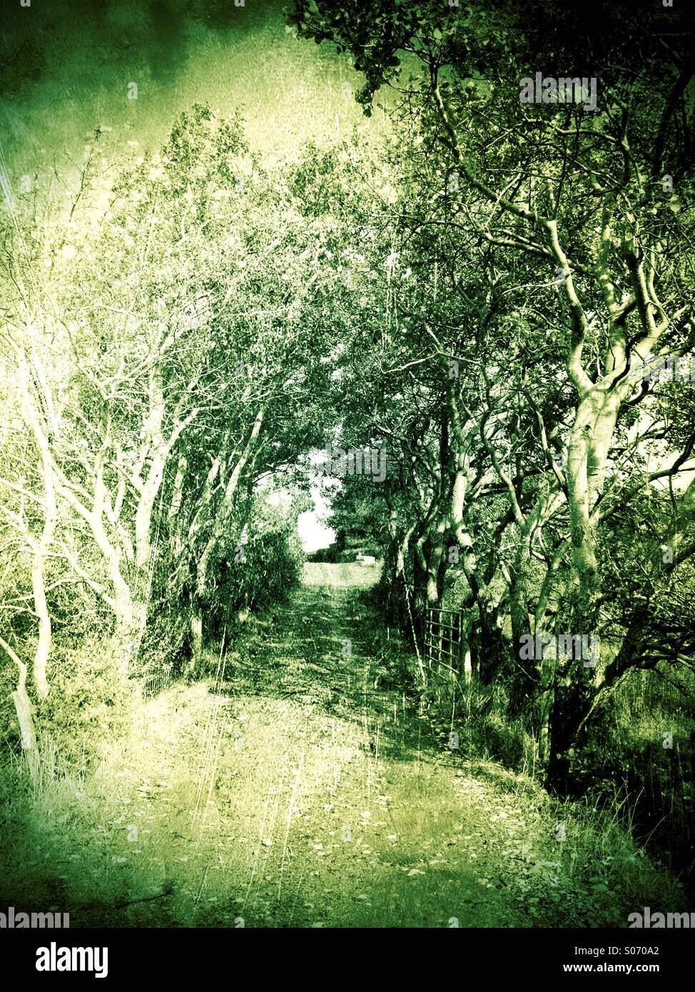 The Lane - Smartphone Captured Stock Image