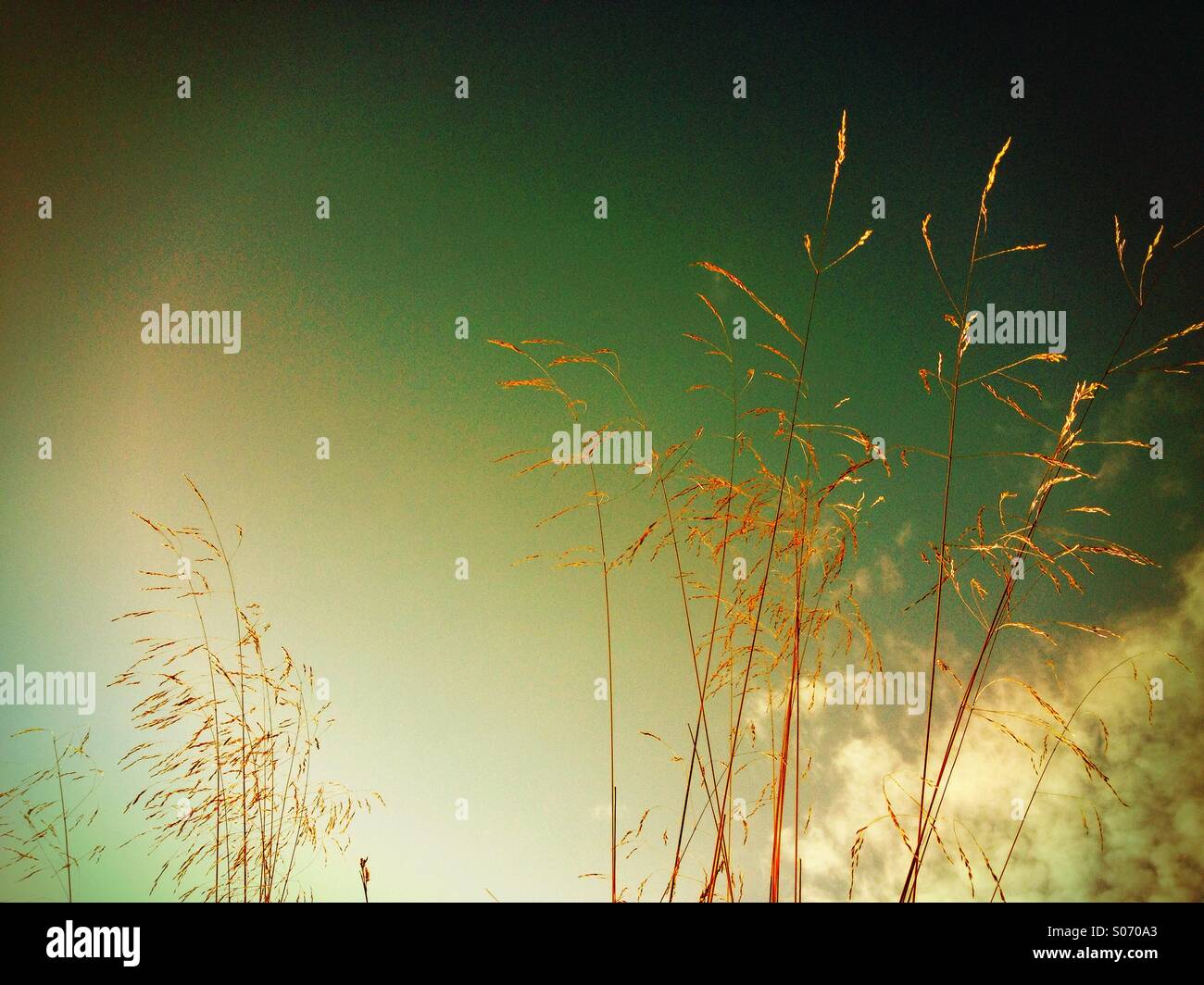 Fine Grass - Smartphone Captured Stock Image