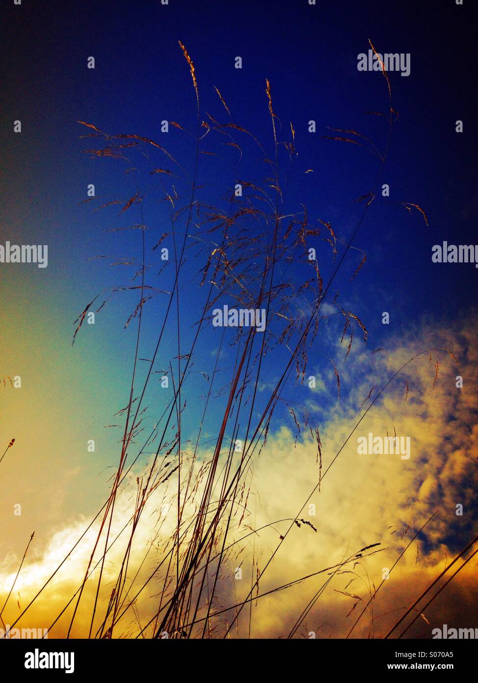 Grass - Smartphone Captured Stock Image