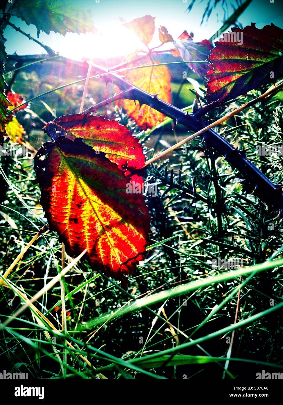 Twig Brambles Brambles and thorns hi-res stock photography and images - Alamy